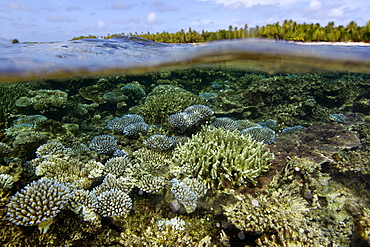 Over under image of coral reef ( Acropora spp.) and trees at Majikin Island, Namu atoll, Marshall Islands, Pacific