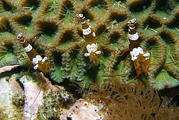 Anemone shrimp (squat shrimp) (Thor amboinensis), Gato Island, Cebu, Philippines, Southeast Asia, Asia