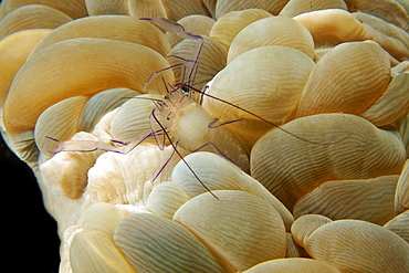 Bubble coral shrimp (Vir philippinensis) on bubble coral (Plerogyra sinuosa),  Dumaguete, Negros Island, Philippines, Southeast Asia, Asia