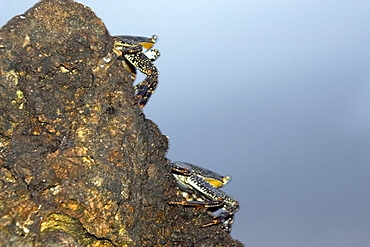 Red rock crab (Grapsus grapsus,) St. Peter and St. Paul's rocks, Brazil, South America