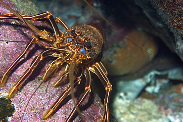 Brown spiny lobster (Panulirus echinatus), St. Peter and St. Paul's rocks, Brazil, South America