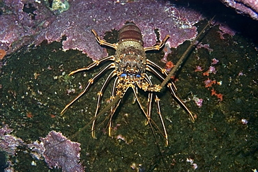 Brown spiny lobster (Panulirus echinatus), St. Peter and St. Paul's rocks, Brazil, South America