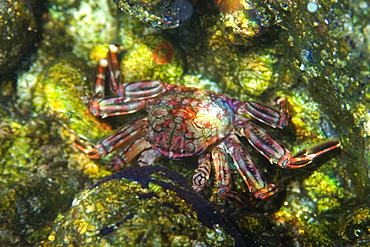 Tidal crab (Plagusia depressa), St. Peter and St. Paul's rocks, Brazil, South America