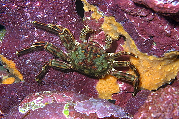 Tidal crab (Plagusia depressa), St. Peter and St. Paul's rocks, Brazil, South America