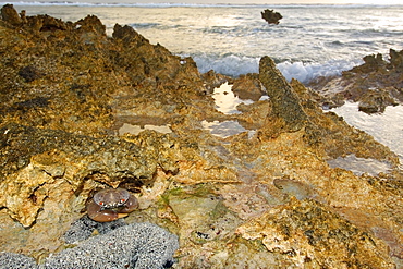 Red-eyed crab (Eriphia sebana) in tide pool at dawn, Rongelap, Marshall Islands, Micronesia, Pacific