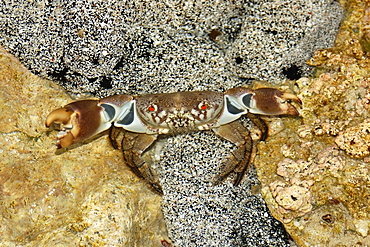 Red-eyed crab (Eriphia sebana), Rongelap, Marshall Islands, Micronesia, Pacific