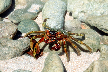 Crab on Mellu Island, Rongelap, Marshall Islands, Pacific