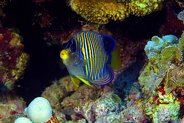 Regal angelfish (Pygoplites diacanthus), Namu atoll, Marshall Islands, Pacific