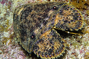 Slipper lobster at night, Ponta da Sapata, Fernando de Noronha national marine sanctuary, Pernambuco, Brazil, South America