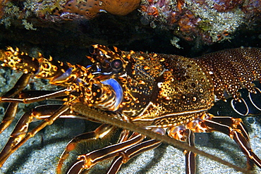 Spiny lobster (Panulirus sp.) at night, Ponta da Sapata, Fernando de Noronha national marine sanctuary, Pernambuco, Brazil, South America