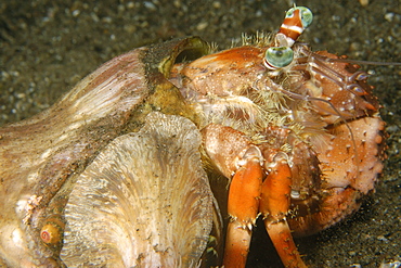 Anemone hermit crab (Dardanus pedunculatus), Dumaguete, Negros Island, Philippines, Southeast Asia, Asia