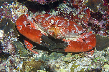 Splendid round crab (Etisus splendidus), Short drop-off, Palau, Caroline Islands, Micronesia, Pacific Ocean, Pacific