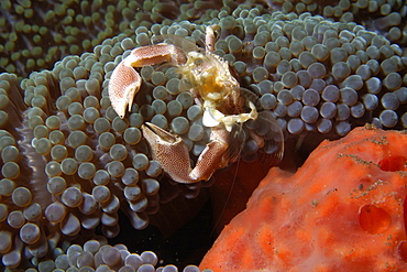 Porcelain anemone crab (Neopetrolisthes maculatus), molting, Dumaguete, Negros Island, Philippines, Southeast Asia, Asia