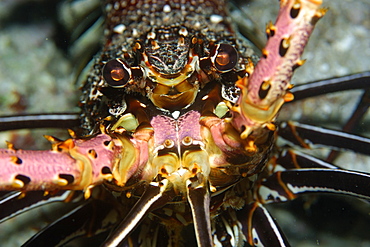 Stripe-leg spiny lobster (Panulirus femoristriga), eye and rostrum detail, Short drop-off, Palau, Caroline Islands, Micronesia, Pacific Ocean, Pacific