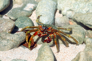 Crab on Mellu Island, Rongelap, Marshall Islands, Pacific