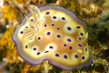 Dorid nudibranch (Chromodoris kuniei), La Laguna, Puerto Galera, Mindoro, Philippines, Southeast Asia, Asia