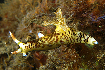 Nudibranch, Atlantis house reef, Dumaguete, Negros Island, Philippines, Southeast Asia, Asia