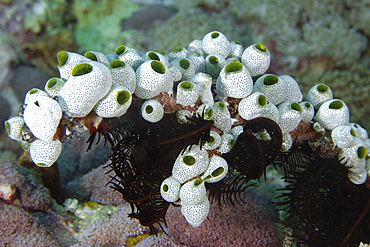 Colony of ascidians (sea squirts) (Didemnum molle), Monkey beach, Puerto Galera, Mindoro, Philippines, Southeast Asia, Asia