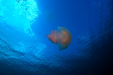 Scyphozoan jellyfish, Truk lagoon, Chuuk, Federated States of Micronesia, Caroline Islands, Micronesia, Pacific Ocean, Pacific