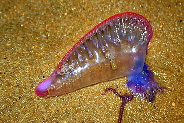 Beached Portuguese man-of-war (Physalia physalis), Praia do Forte, Bahia, Brazil, South America