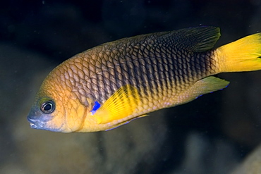 Saint Paul's gregory (Stegastes sanctipauli), endemic, St. Peter and St. Paul's rocks, Brazil, South America