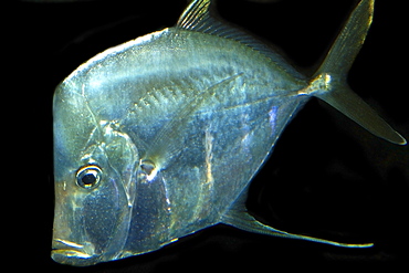 Lookdown (Selene vomer), gamefish found in western Atlantic, photo taken in captivity