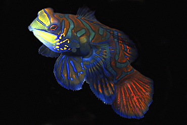 Mandarinfish (Synchiropus splendidus) male, Malapascua, Cebu, Philippines, Visayan Sea, Southeast Asia, Asia