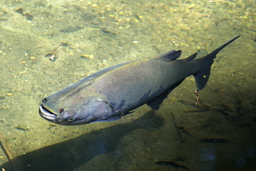 Black tambaqui (Colossoma macropomum), Manaus, Amazonas, Brazil, South America
