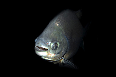 Black tambaqui (Colossoma macropomum), Manaus, Amazonas, Brazil, South America