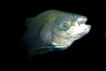 Black tambaqui (Colossoma macropomum), Manaus, Amazonas, Brazil, South America