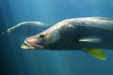 Common snook (Snoek) (Centropomus undecimalis), Homosassa Springs Wildlife State Park, Florida, United States of America, North America