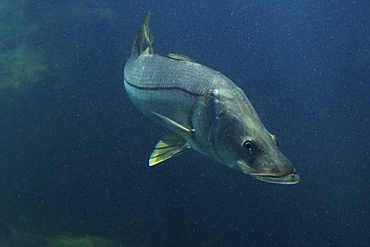 Common snook (Snoek) (Centropomus undecimalis), Homosassa Springs Wildlife State Park, Florida, United States of America, North America