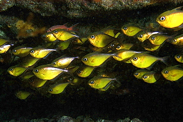 Glassy sweeper (Pempheris schomburgki) schooling, Fernando de Noronha national marine sanctuary, Pernambuco, Brazil, South America