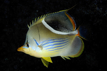 Saddled butterflyfish (Chaetodon ephippium) at night, Rongelap, Marshall Islands, Micronesia, Pacific