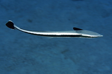 Live sharksucker (Echeneis naucrates), Rongelap, Marshall Islands, Micronesia, Pacific