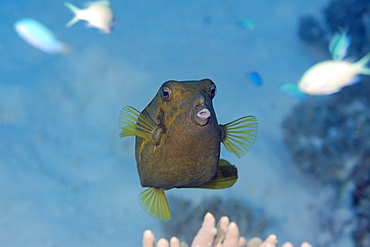 Yellow boxfish (Ostracion meleagris), Rongelap, Marshall Islands, Micronesia, Pacific