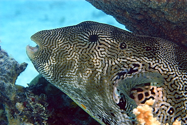 Star puffer (Arothron stellatus), Rongelap, Marshall Islands, Micronesia, Pacific