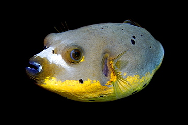 Blackspotted puffer fish (Arothron nigropunctatus), Dumaguete, Negros, Philippines, Visayan Sea, Southeast Asia, Asia