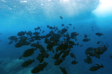 Black durgon (Melichthys niger) schooling, St. Peter and St. Paul's rocks, Brazil, South America