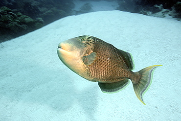 Yellowmargin triggerfish (Balistoides flavimarginatus), Ulong channel, Palau, Caroline Islands, Micronesia, Pacific Ocean, Pacific