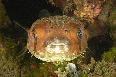 Balloonfish (Diodon holocanthus) at night, Dumaguete, Negros, Philippines, Southeast Asia, Asia