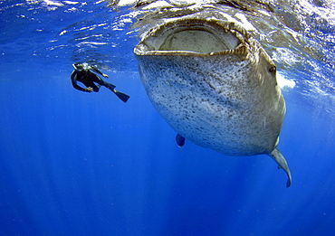 Whale shark (Rhincodon typus), Quintana-Roo, Mexico, Caribbean Sea, North America