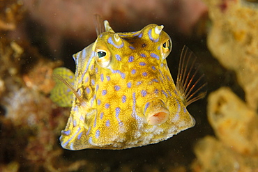 Thornback cowfish (Lactoria fornasini), Sabang wreck, Puerto Galera, Mindoro, Philippines, Southeast Asia, Asia