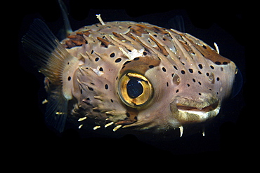 Balloonfish (Diodon holocanthus) at night, Dumaguete, Negros, Philippines, Southeast Asia, Asia