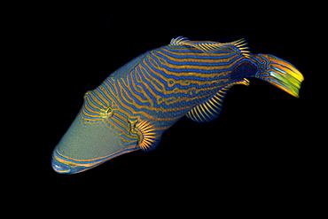 Orange-lined triggerfish (Balistapus undulatus), Sahara, Dumaguete, Negros, Philippines, Southeast Asia, Asia