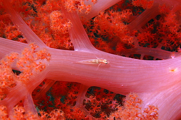 Soft coral ghost goby (Pleurosicya boldinghi) on soft coral (Dendronephthya sp.), Gato Island, Cebu, Philippines, Southeast Asia, Asia
