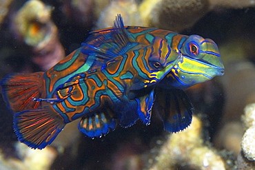 Pair of mandarinfish (Synchiropus splendidus) mating, Malapascua, Cebu, Philippines, Visayan Sea, Southeast Asia, Asia