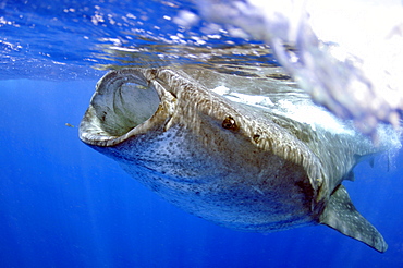 Whale shark (Rhincodon typus), Quintana-Roo, Mexico, Caribbean Sea, North America