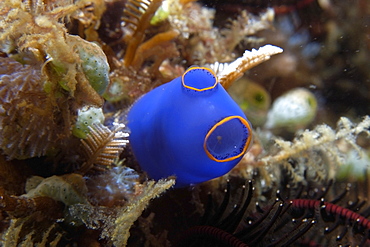 Ascidian (Pycnoclavella diminuta), Lapus Lapus Island marine park,  Malapascua, Cebu, Philippines, Southeast Asia, Asia