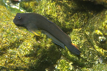 Blenny (Ophioblennius trinitatis), St. Peter and St. Paul's rocks, Brazil, South America